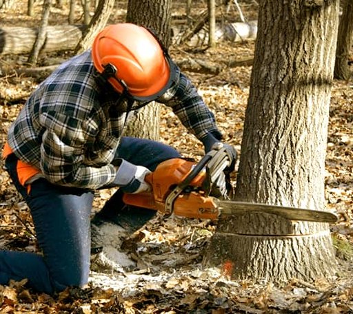 Tree Removal in Lawsonville, NC